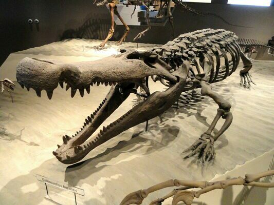 Deinosuchus specimen in the Natural History Museum of Utah, Salt Lake City, Utah.  Creative Commons license.